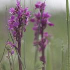 Knabenkraut in der Wiese