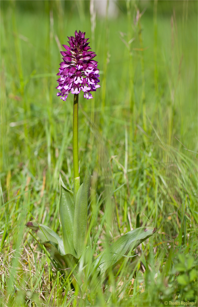 Knabenkraut in der Wiese.