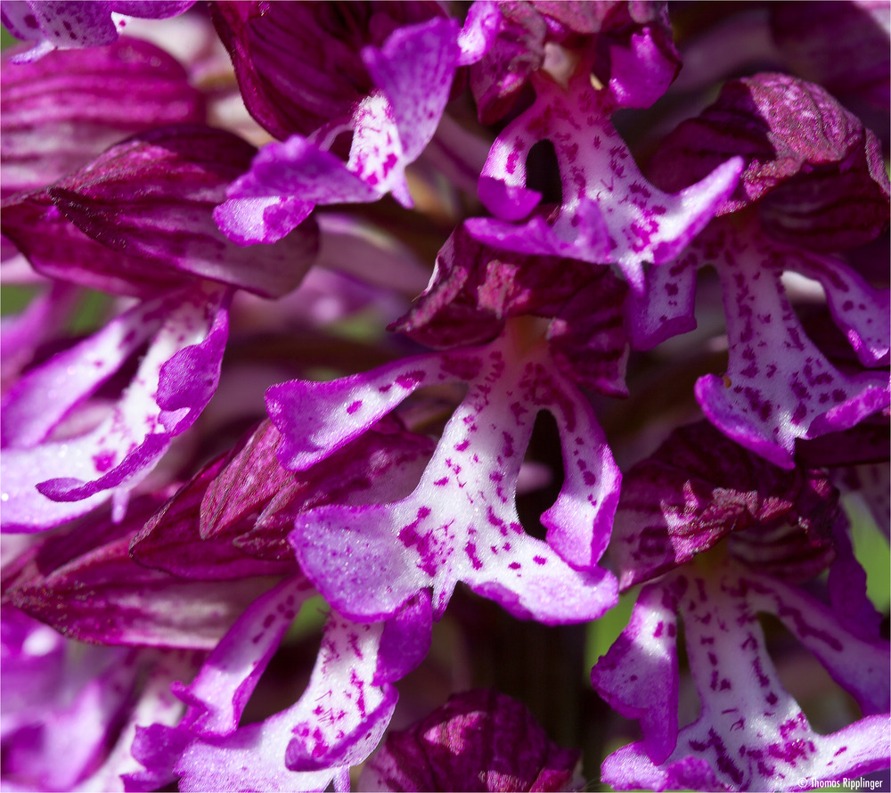 Knabenkraut in Detail .