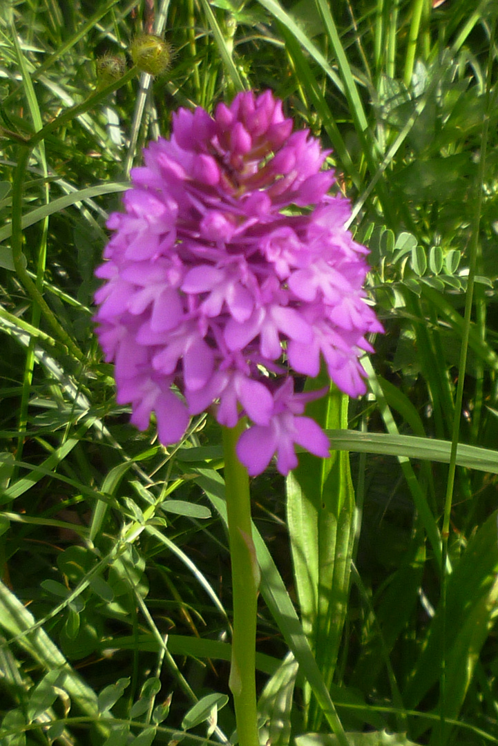 Knabenkraut in Orchideenwiese