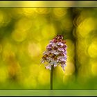 Knabenkraut-Orchidee