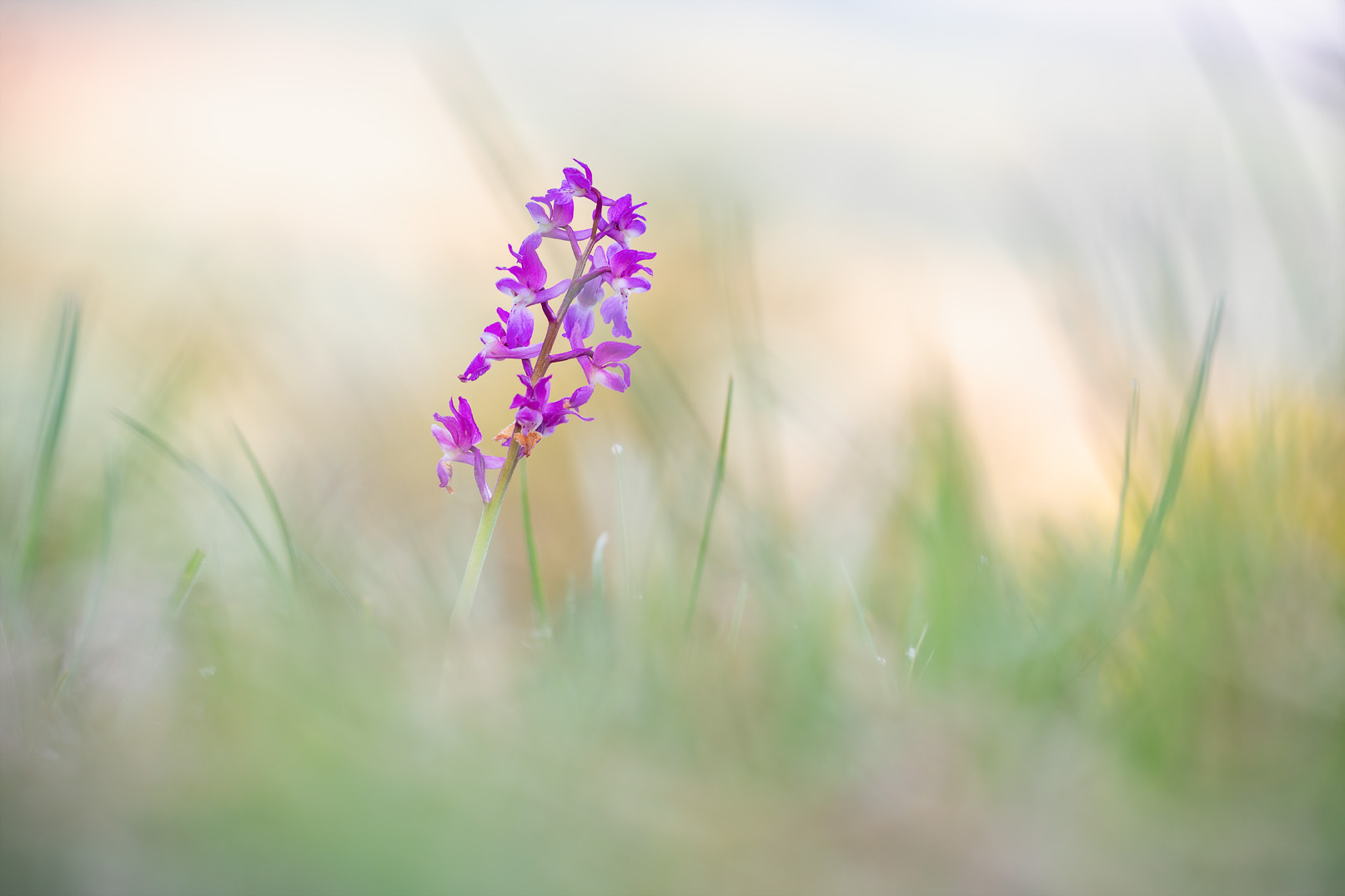 Knabenkraut - Orchis mascula