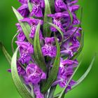 Knabenkraut (Orchis morio)