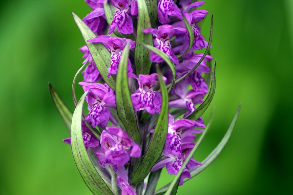 Knabenkraut (Orchis morio) by Michael Nitsche