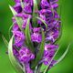 Knabenkraut (Orchis morio)