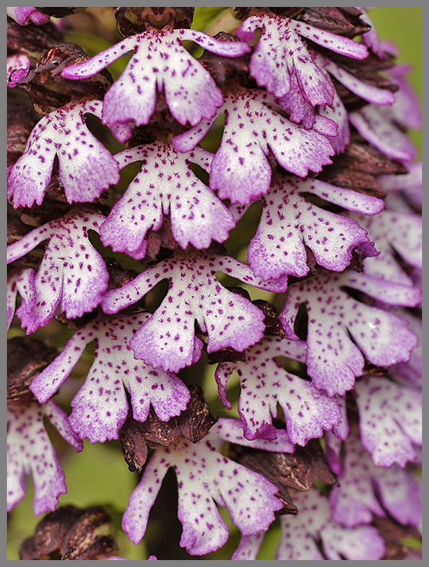 Knabenkraut (Orchis purpurea)