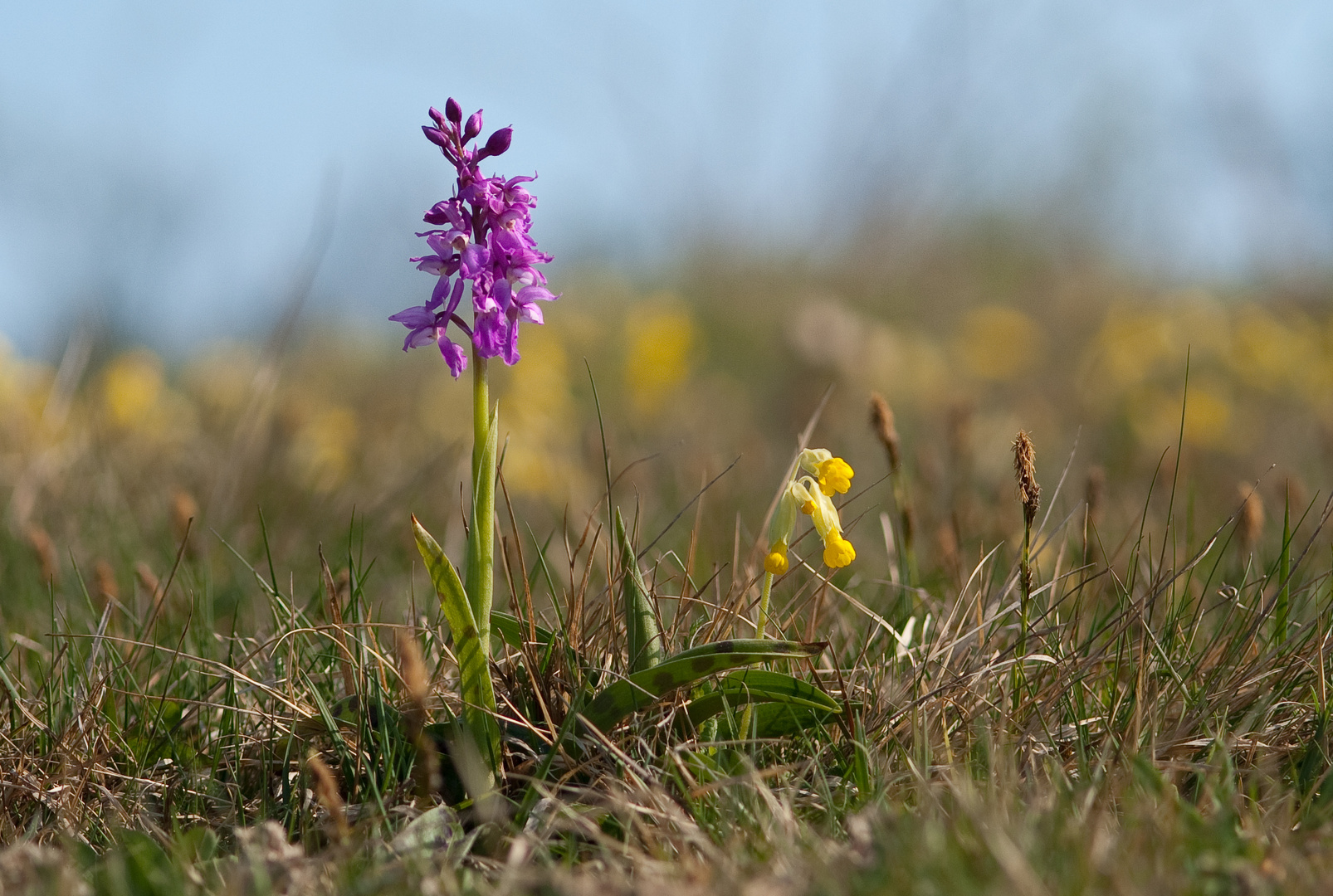 Knabenkraut und Echte Schlüsselblume