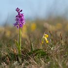 Knabenkraut und Echte Schlüsselblume