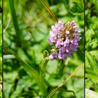 Knabenkraut-Verwandtschaft Purpur, Rosa, Weiß