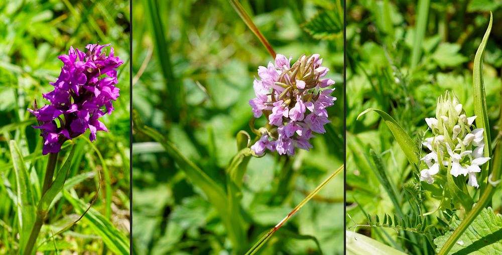 Knabenkraut-Verwandtschaft Purpur, Rosa, Weiß