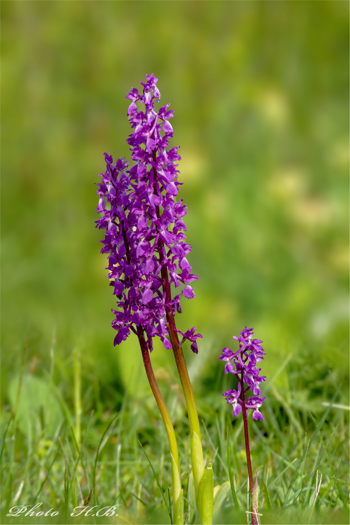 Knabenkraut - wilde Orchidee