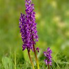 Knabenkraut - wilde Orchidee