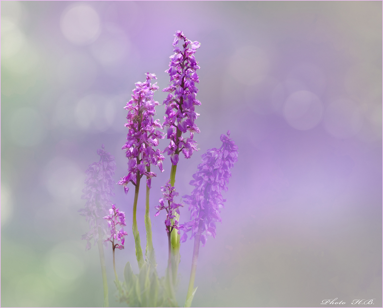 Knabenkraut - wilde Orchidee