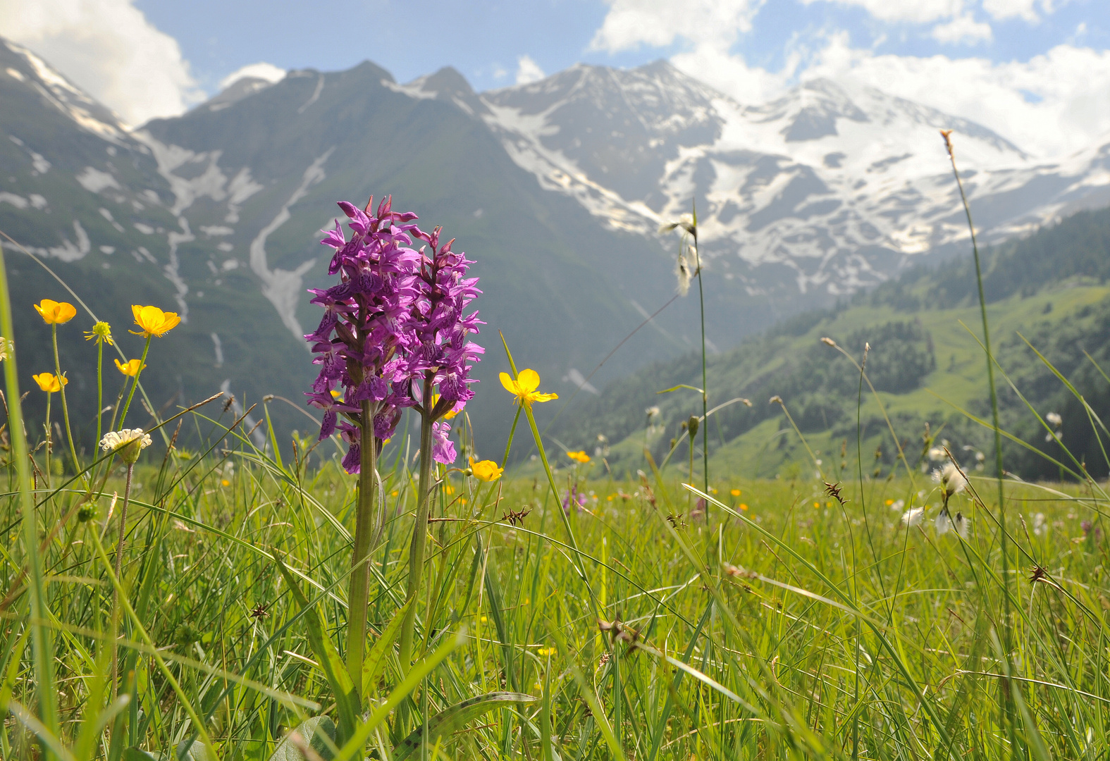 Knabenkrautblüte