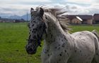 Knabstrupper von Heiling Josef 