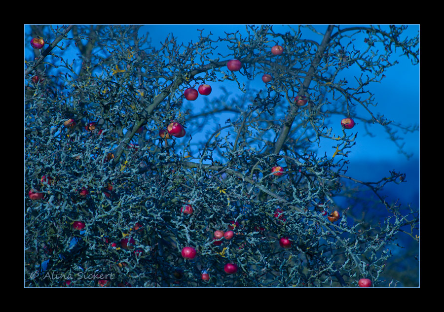 Knackfrisch - Frosties dal giardino