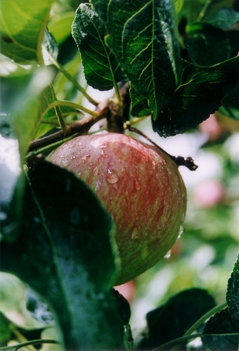 Knackfrischer Apfel