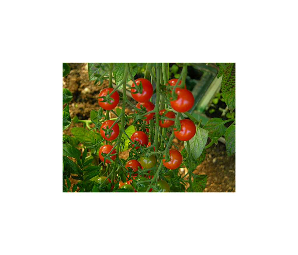 Knackig frische Tomaten