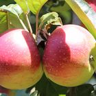 knackige Äpfel