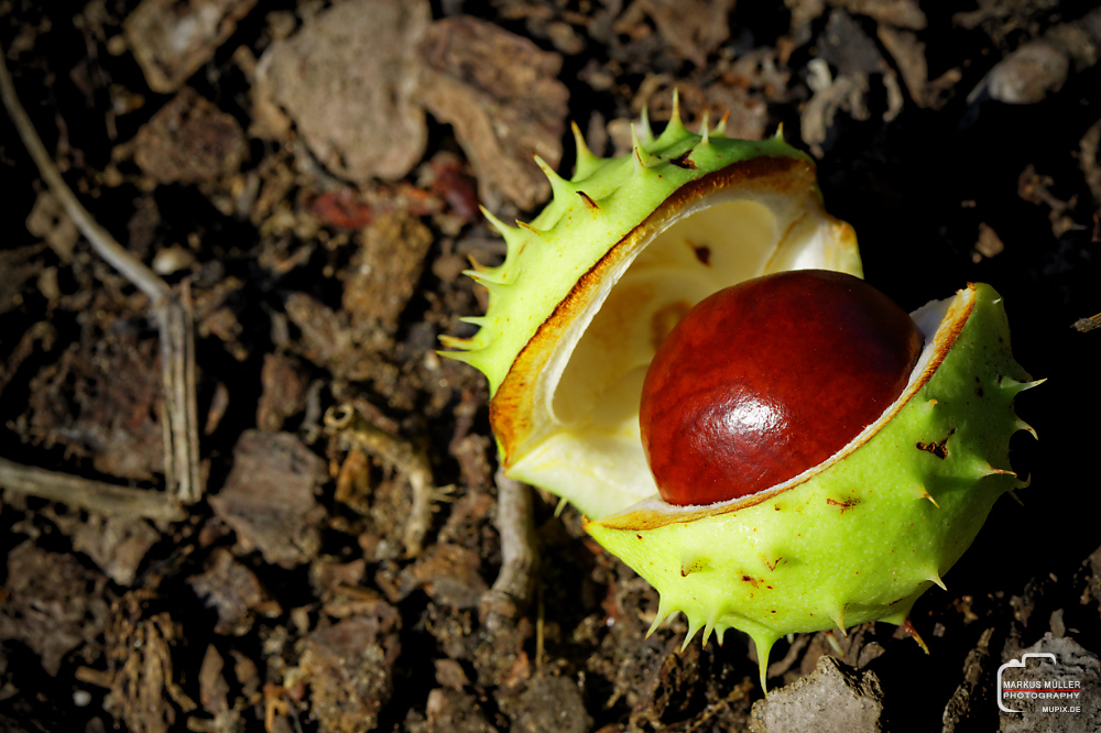 Knackiger Herbst