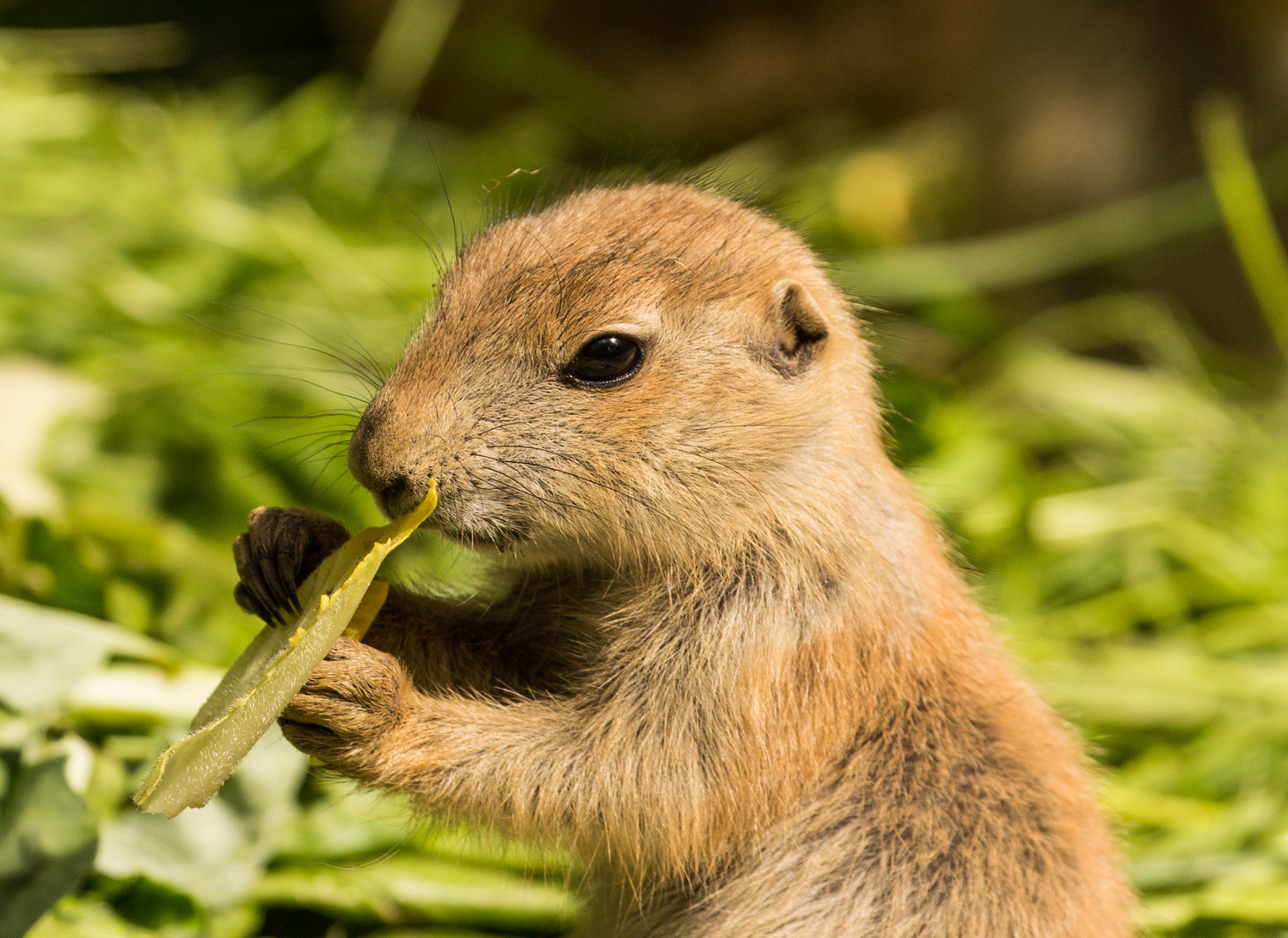 Knackiger Salat Foto & Bild | tiere, zoo, wildpark & falknerei ... Knackiger Salat Foto & Bild | tiere, zoo, wildpark & falknerei ...