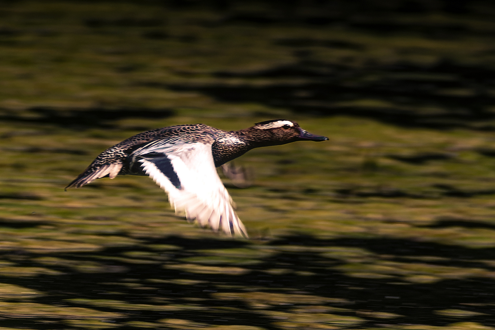 Knäckente im Flug