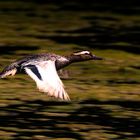 Knäckente im Flug