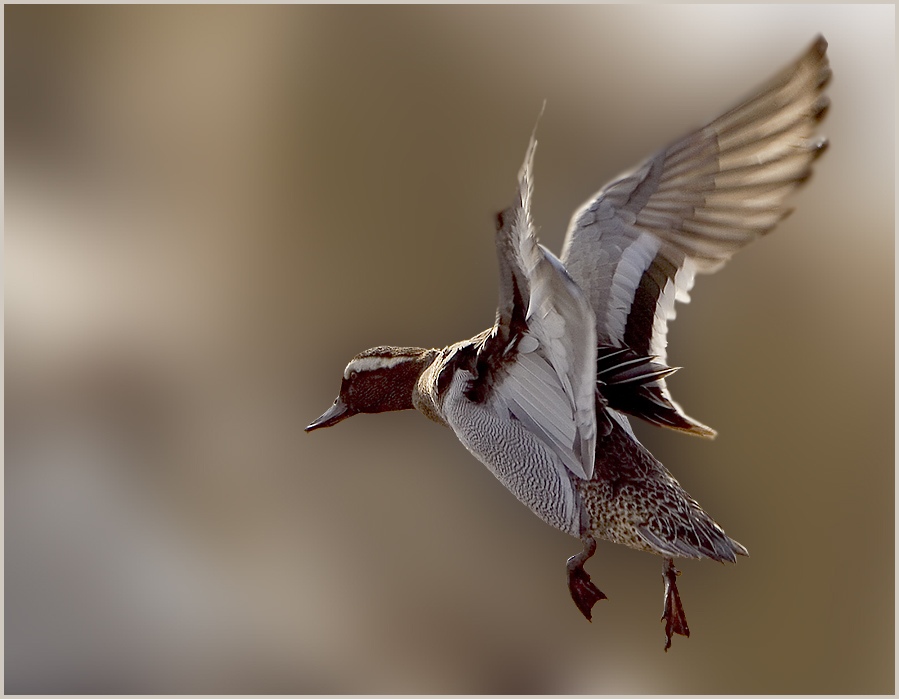 Knäkente im Flug