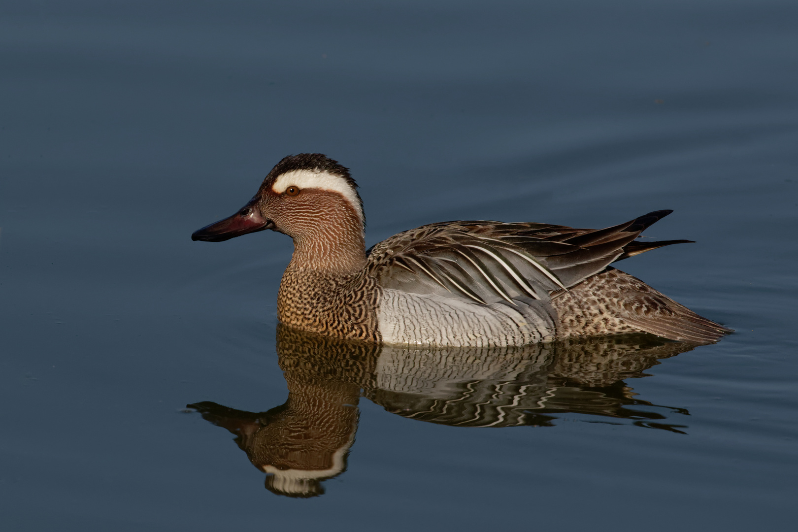 Knäkente (Spatula querquedula, Syn. Anas querquedula) Erpel Foto