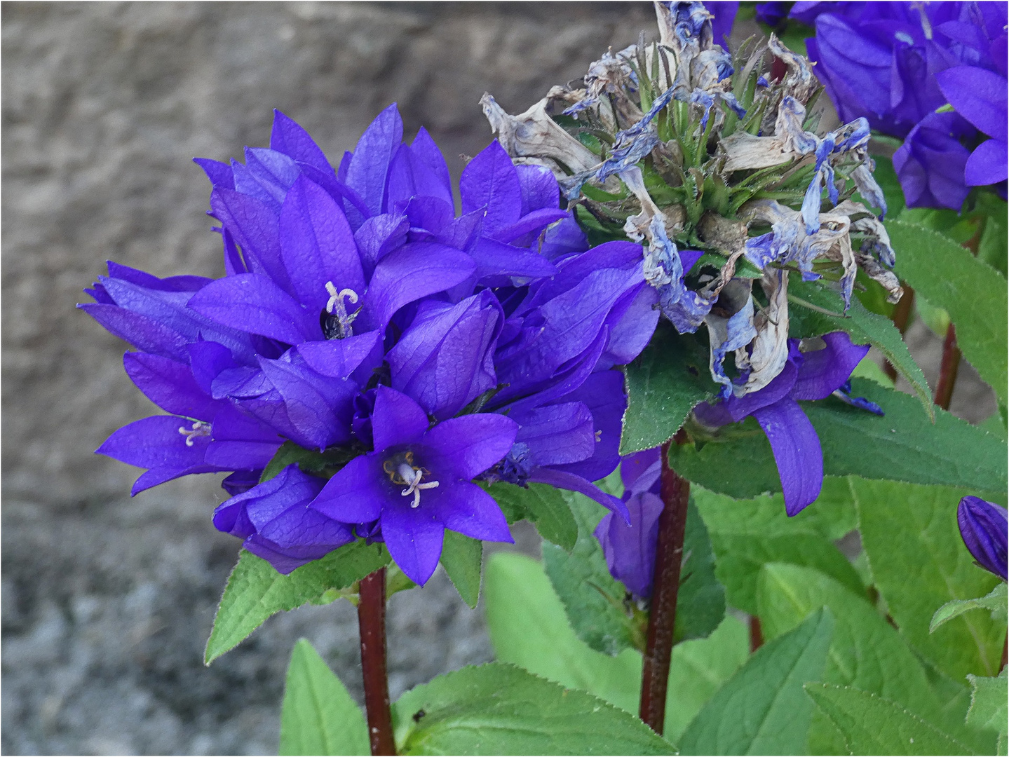 Knäuel-Glockenblume Foto & Bild | natur, pflanzen, blüten ...
