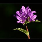 Knäuel Glockenblume aus unserem Garten......