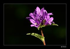 Knäuel Glockenblume aus unserem Garten......