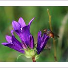 Knäuel-Glockenblume (Campanula glomerata)...