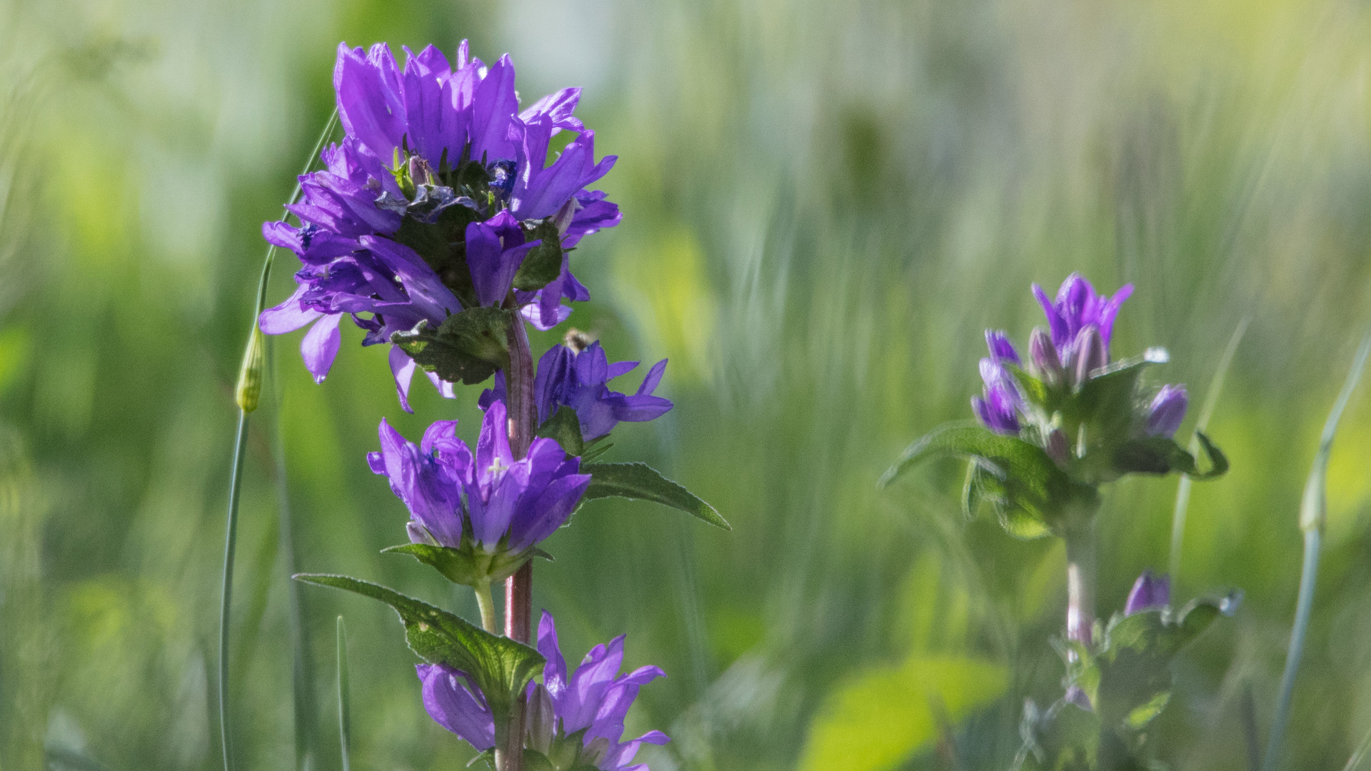 Knäuelblütige Glockenblume