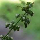 Knäuelblütiger Ampfer 'Rumex conglomeratus'