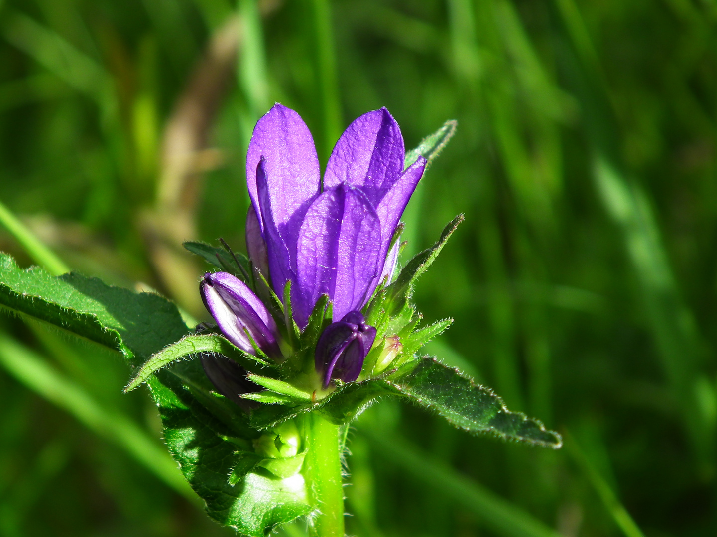 Knäuelglockenblume