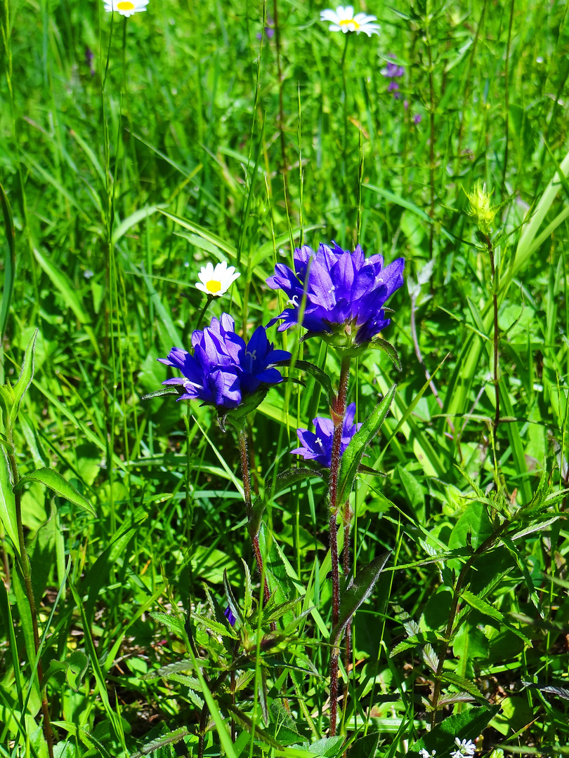 Knäuelglockenblume