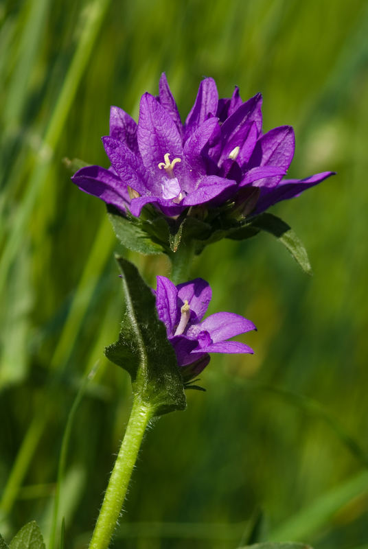 Knäuelglockenblume