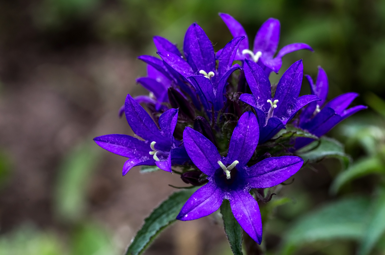 Knäuelglockenblume