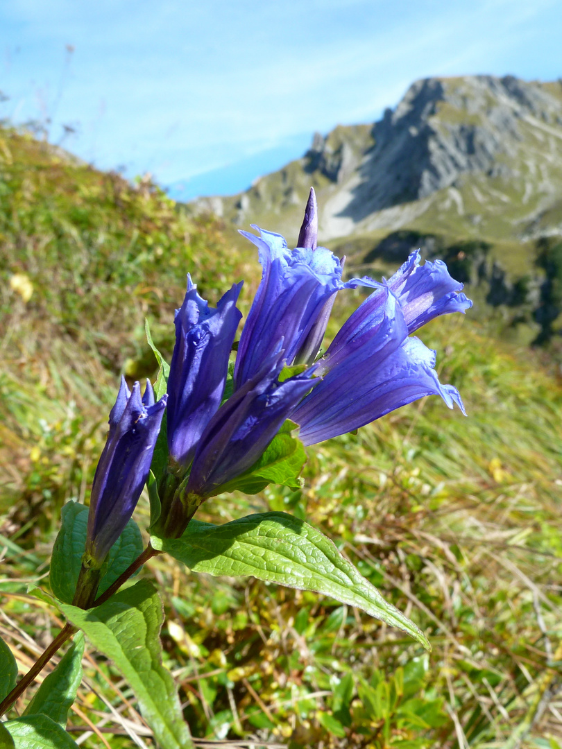 Knäuelglockenblume Campanula glomerata