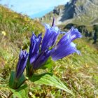 Knäuelglockenblume Campanula glomerata