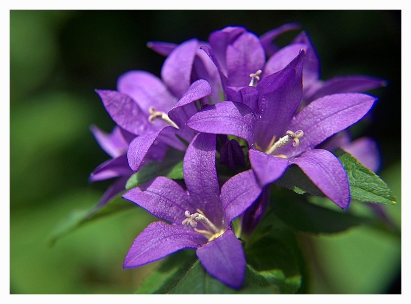 Knäuelglockenblume