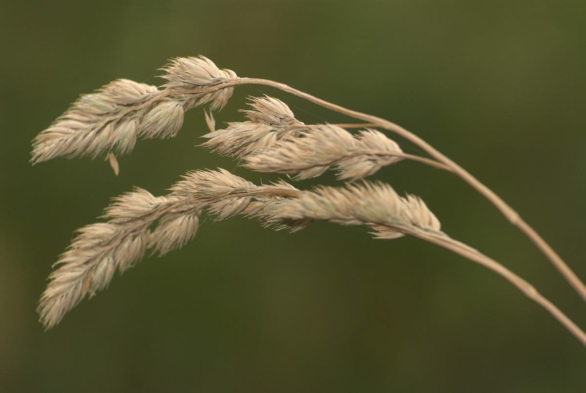 Knäuelgras am Wegesrand