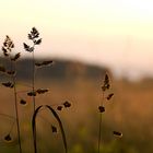 Knäuelgras im Sonnenuntergang