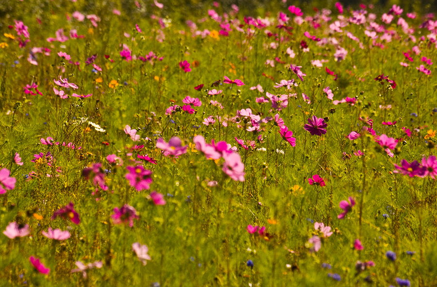 Knallbunt