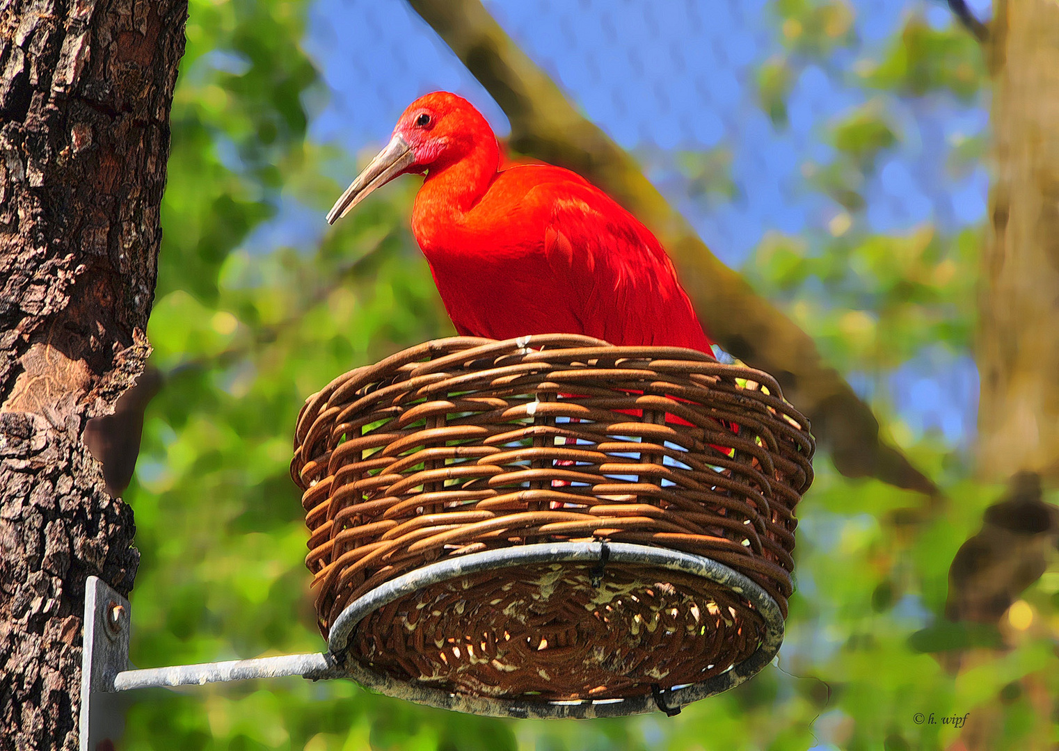 Knallbunte Vogelwelt