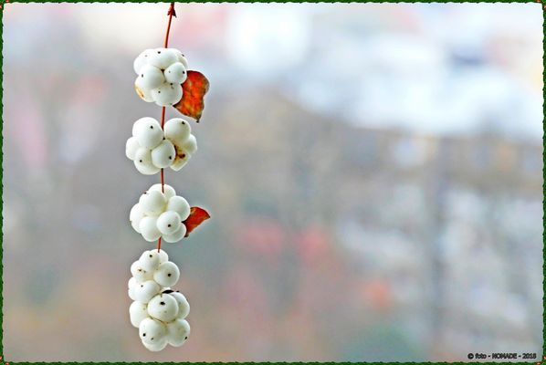 "Knallerbsen" ..  die wohl Allerletzten ?