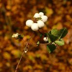 Knallerbsen im Herbst