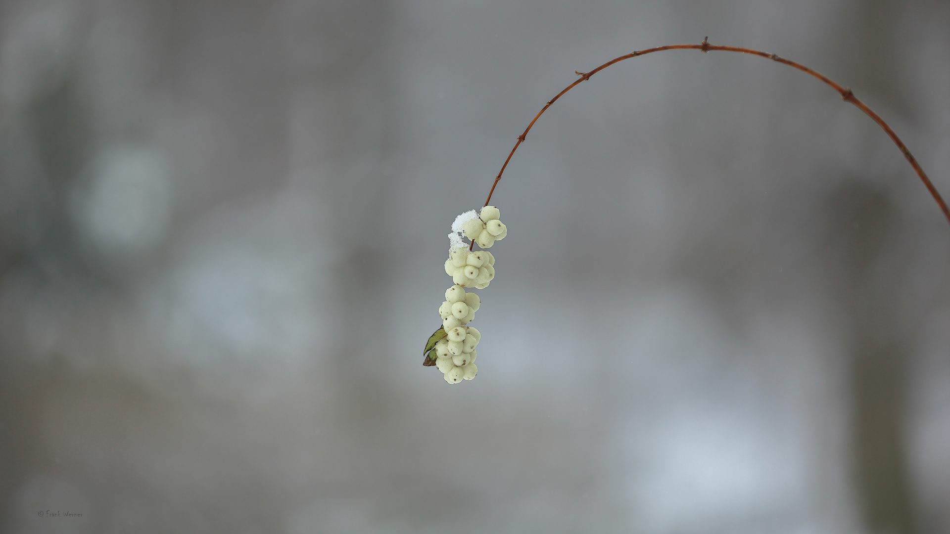 Knallerbsen im Märzwinter