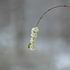 Knallerbsen im Märzwinter